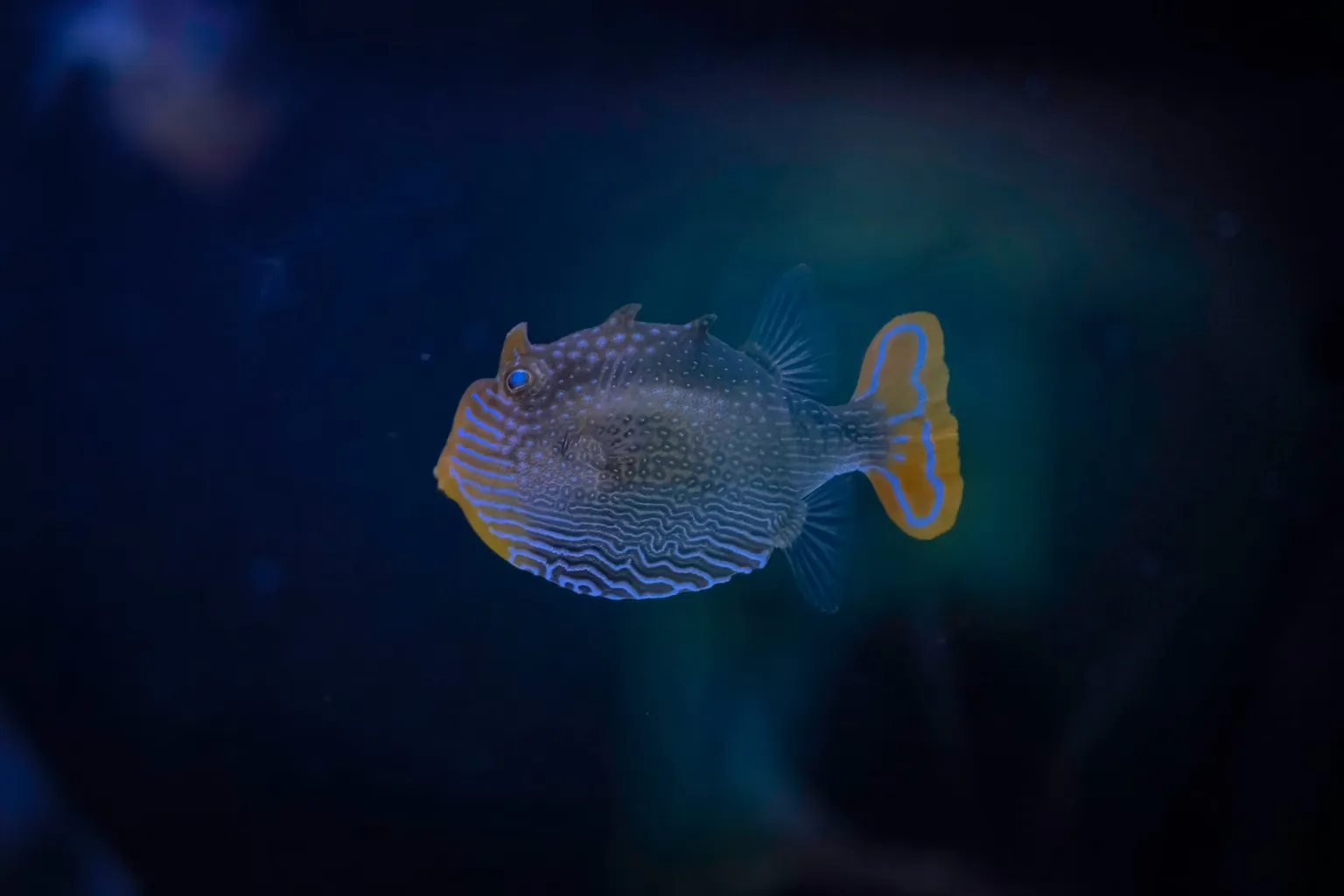 Aquarium SEA LIFE Sunshine Coast tarifs : achat en ligne ou guichet ?