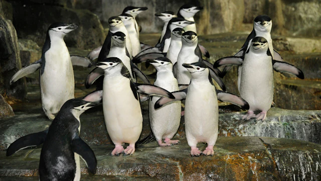 Zoo de Central Park