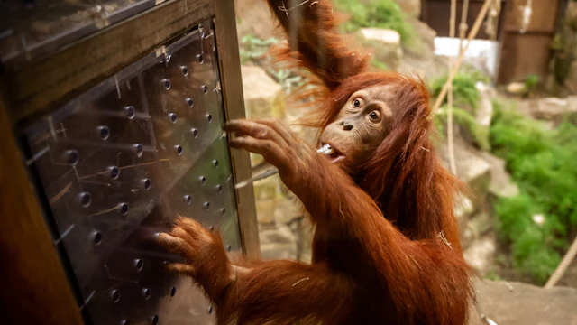 Zoo de Planckendael