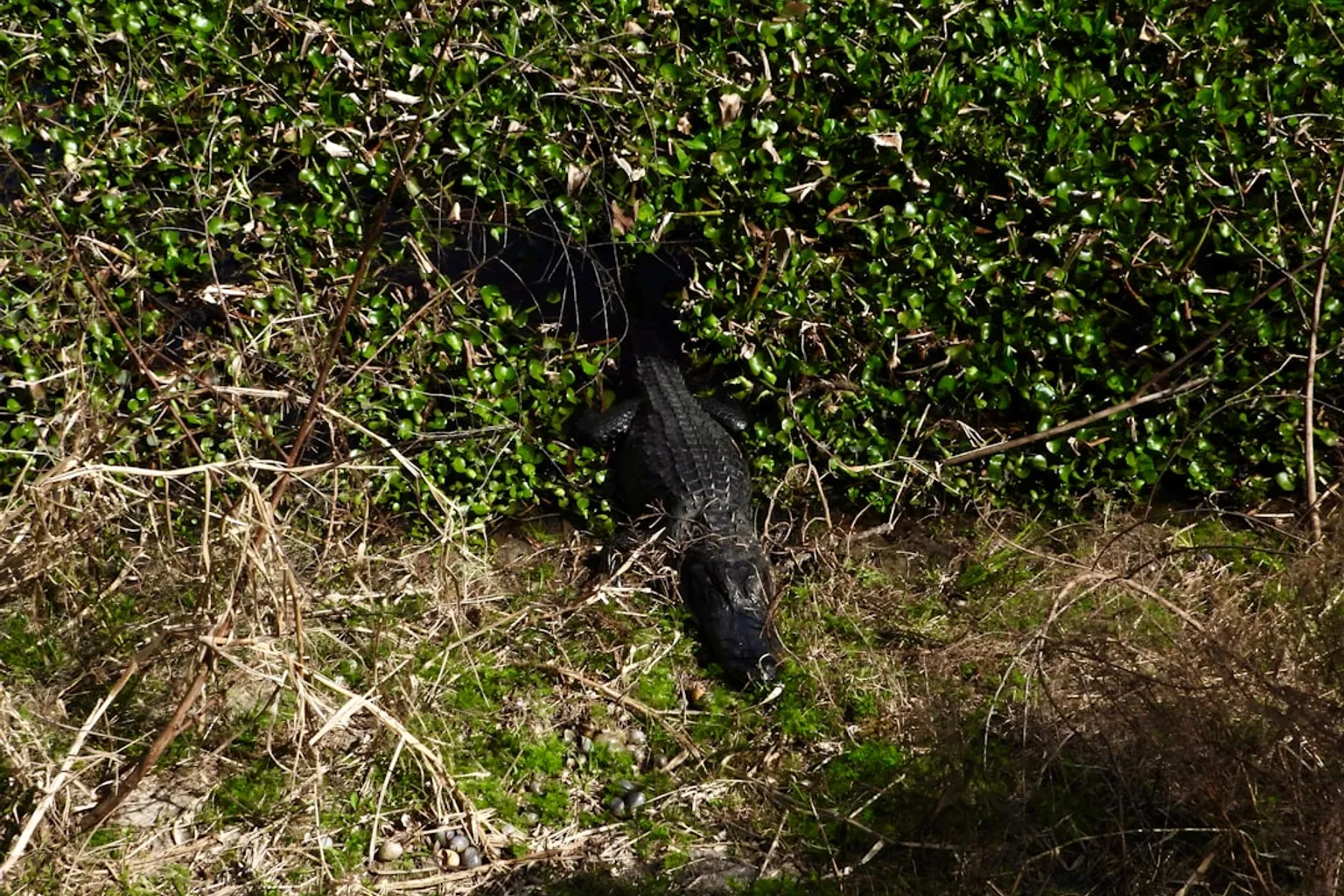 Wild Florida : faut-il réserver son entrée à l'avance ?