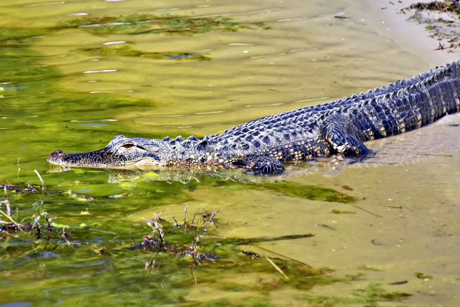 Wild Florida : faut-il réserver son entrée à l'avance ?
